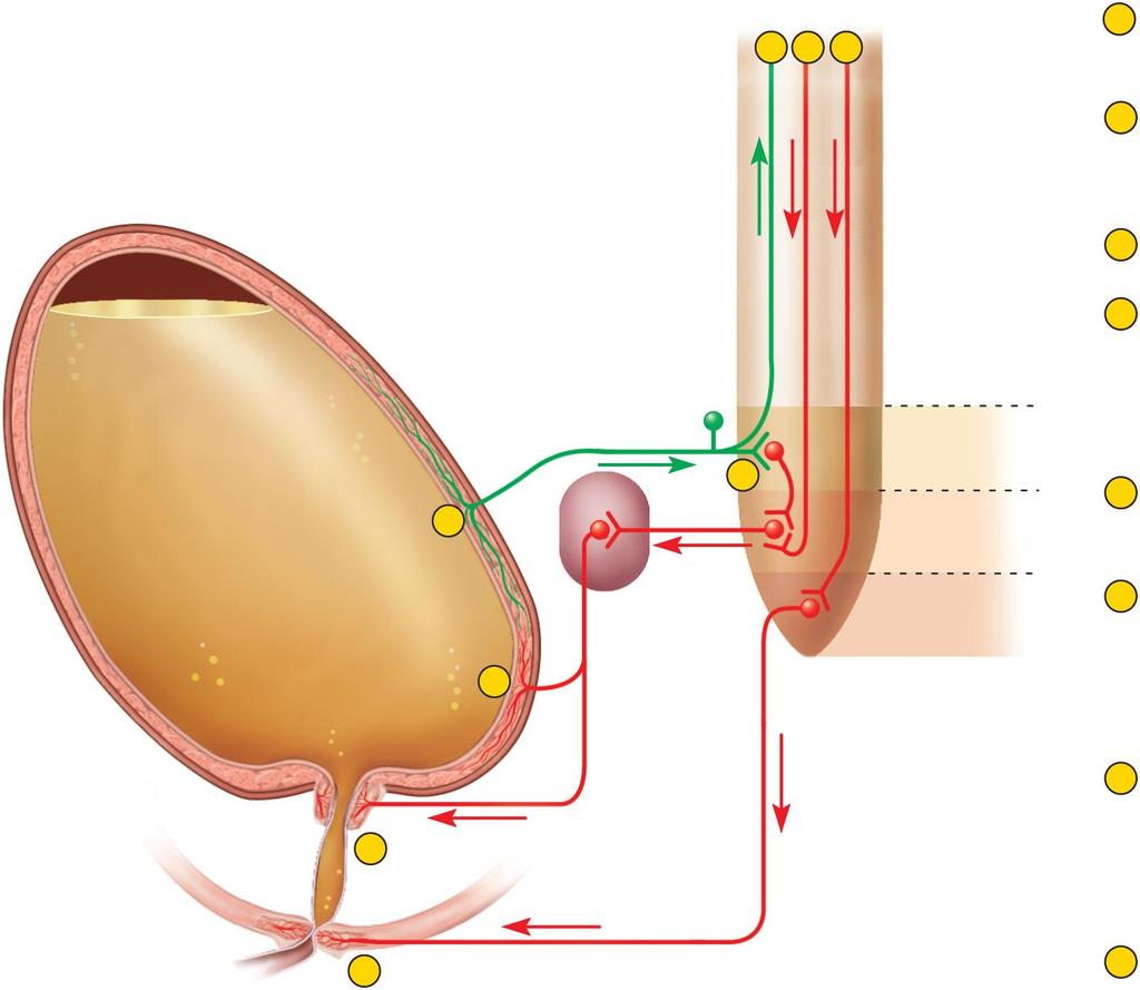 Neural Control of Micturition Full urinary bladder Copyright The McGraw-Hill Companies, Inc. Permission required for reproduction or display.