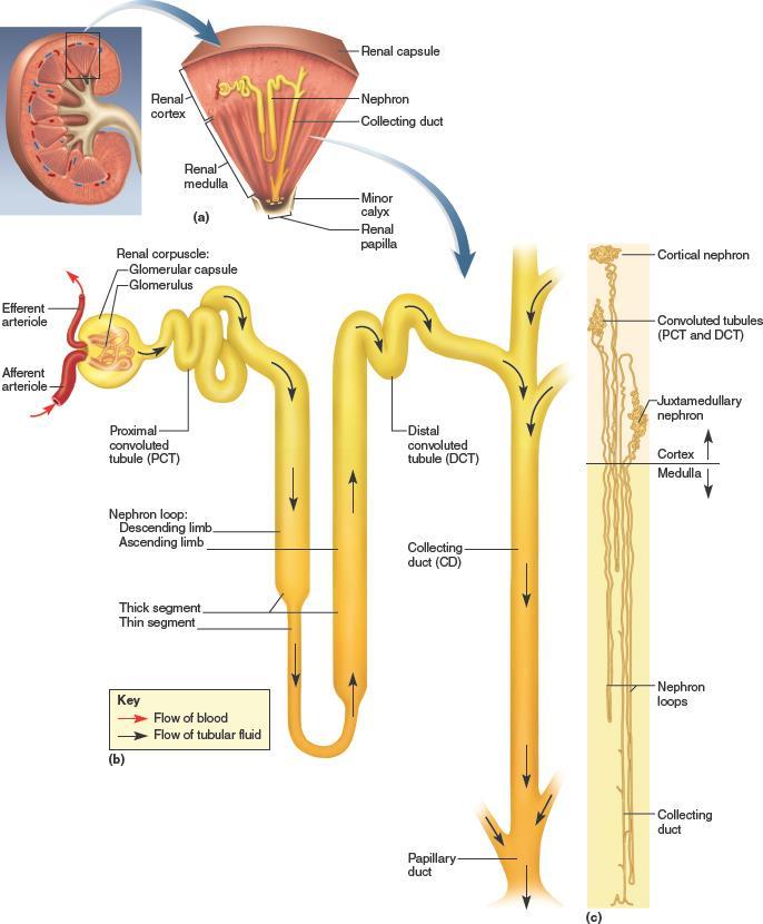 Structure Cont d - Tubules Proximal Convoluted Tubule Nephron Loop