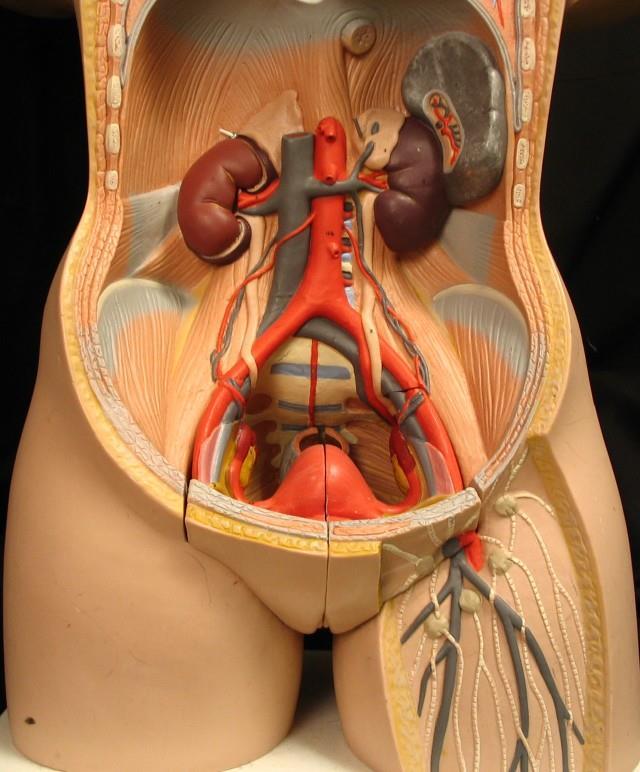 GROSS ANATOMY OF THE HUMAN URINARY SYSTEM Exercise 1: Using Figures 23.1, 27.10, and 28.1 in your Saladin text, identify the following organs on the torso models.