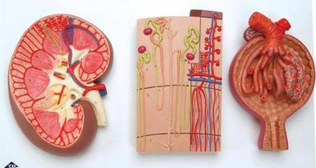 Exercise 6: On the model of the kidney, identify each of the vessels listed bold letters in Exercise 5 above.