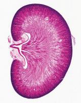 HISTOLOGY OF THE URINARY SYSTEM Exercise 11: Examine Slide #16 with your naked eye.