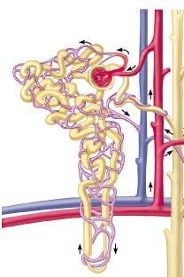 Convoluted tubules Glomerulus Efferent arteriole Afferent arteriole Interlobular artery