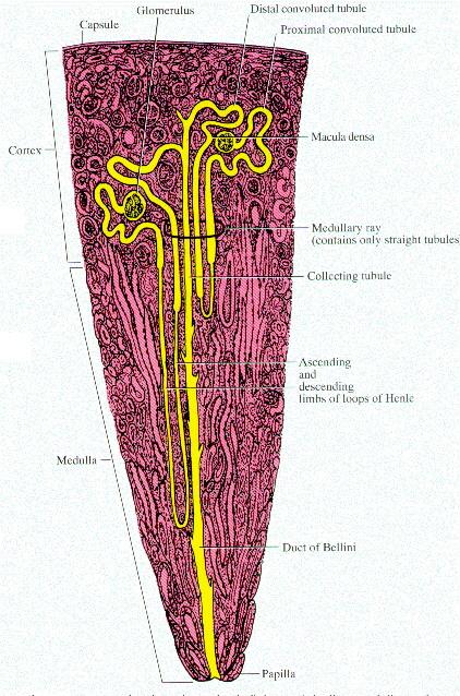 Orientation of the Nephron Structures Distal convoluted tubule (DCT) Capsule Glomerulus Proximal convoluted tubule (PCT) Cortex Juxtamedullary nephron Outer medulla Cortical nephron Medullary ray