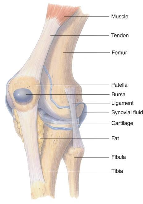 Structure of Joints Knee Joint Muscle Tendon Femur Patella