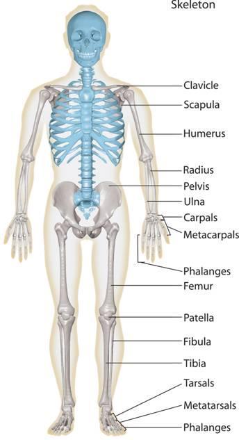 The Skeleton The bones of the arms and legs, along with the bones of the pelvis and shoulder area form the appendicular skeleton (grey).