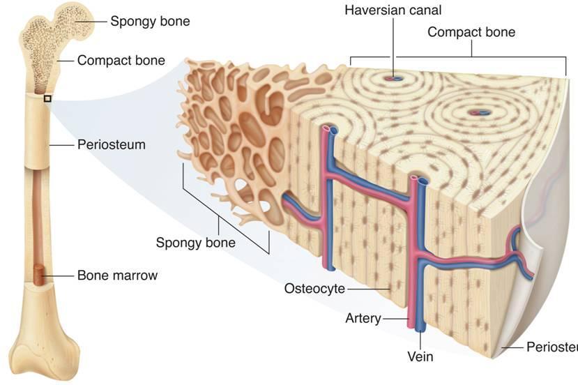 Structure of Bones Spongy bone Haversian canal Compact bone Compact bone