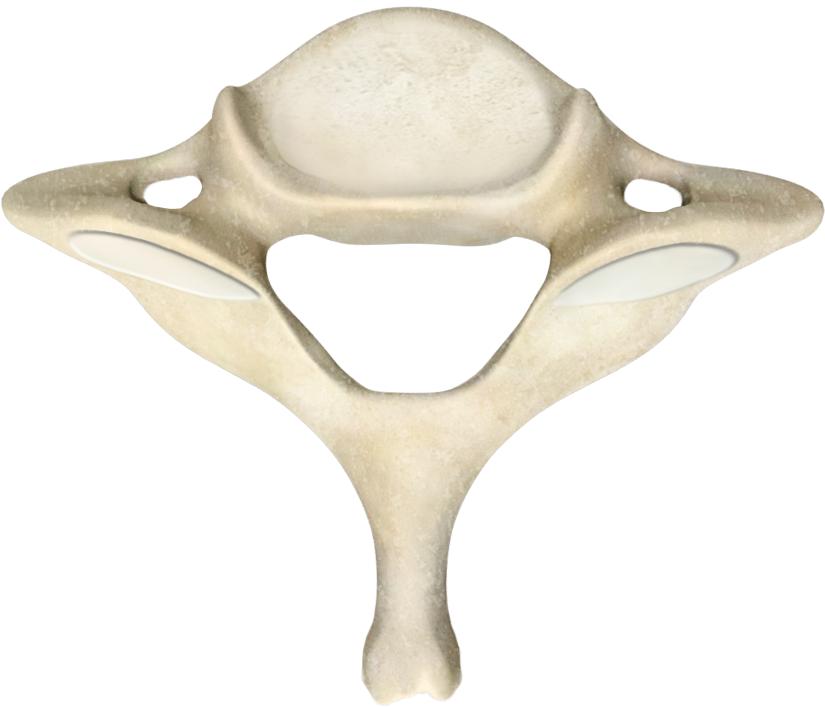 Skeletal System HEAD & NECK VERTEBRAL COLUMN C2(AXIS) SUPERIOR VIEW Dens(Odontoid process) Posterior articular