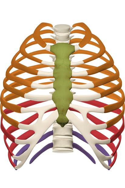THORAX THORACIC CAGE True Ribs 1-7 (vertebrosternal ribs) False ribs 8-12 (vertebrochondral ribs) Sternum Floating ribs