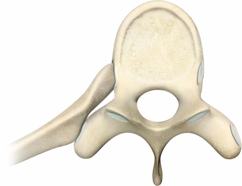turbicle of rib Superior articular facets Spinous process Inferior articular
