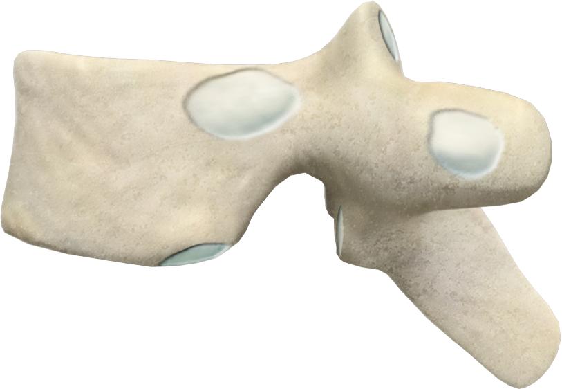 THORAX VERTEBRAL COLUMN Superior costal facet (for head of rib) Superior articular