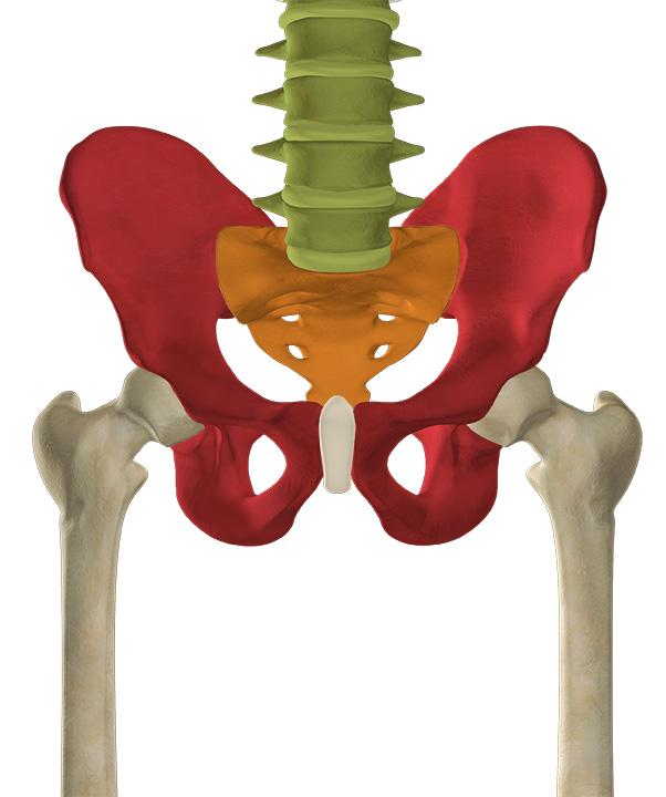 ABDOMEN & PELVIS REGIONAL VIEW Coxal bone right Coxal bone left Femur right Femur