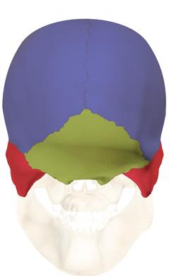 Temporal bone Occipital bone POSTERIOR VIEW
