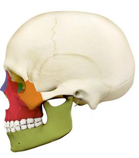HEAD & NECK SKULL - FACE LEFT SIDE VIEW Nasal bone Maxila bone