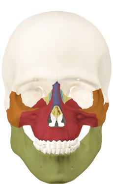 bone ANTERIOR VIEW Nasal bone Maxila bone FACIAL BONES Lacrimal
