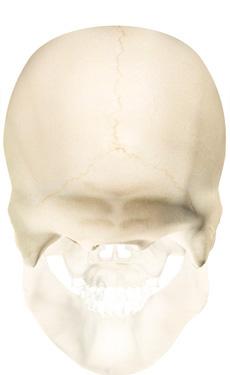 HEAD & NECK SKULL LANDMARKS LEFT SIDE VIEW Cranial suture Squamosal suture Temporal line Nasolacrimal canal Lambdoid suture Zygomatic process External acoustic meatus Mastoid process Styloid process