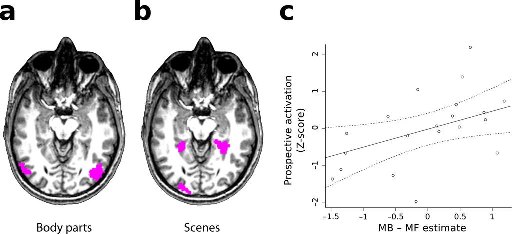 Doll et al. Page 21 Figure 3. Neural evidence of prospective activation correlates with model-based behavior.