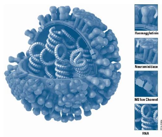 Influenza Vaccine components 2014/5 A/California/7/2009 (H1N1)pdm09-like virus A/Texas/50/2012 (H3N2)-like virus B/Massachusetts/2/2012-like virus Quadrivalent vaccine B/Brisbane/60/2008-like virus