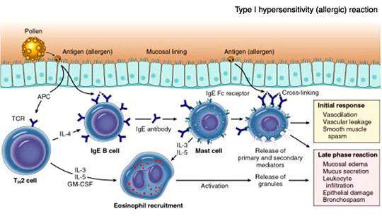 Sensitisation stage Exposure to antigen (allergen) Anaphylactic response Subsequent dose of same allergen invades body Plasma cells (B cells) produce specific IgE in response to allergen Allergen
