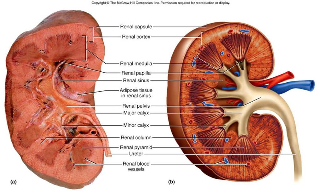 Gross Renal Anatomy Bisect the kidney and you see some key gross anatomical features: Renal cortex (outermost portion of the kidney that covers the pyramids and dips