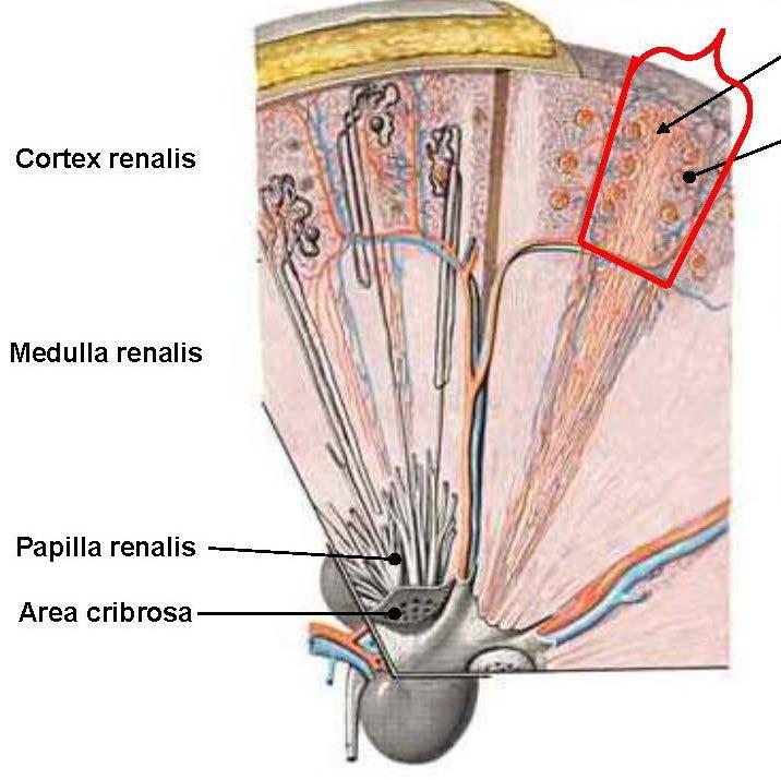 Renal (cortical) lobule