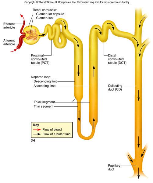 Nephron - structural and functional unit of the kidney, there occurs the formation of urine.