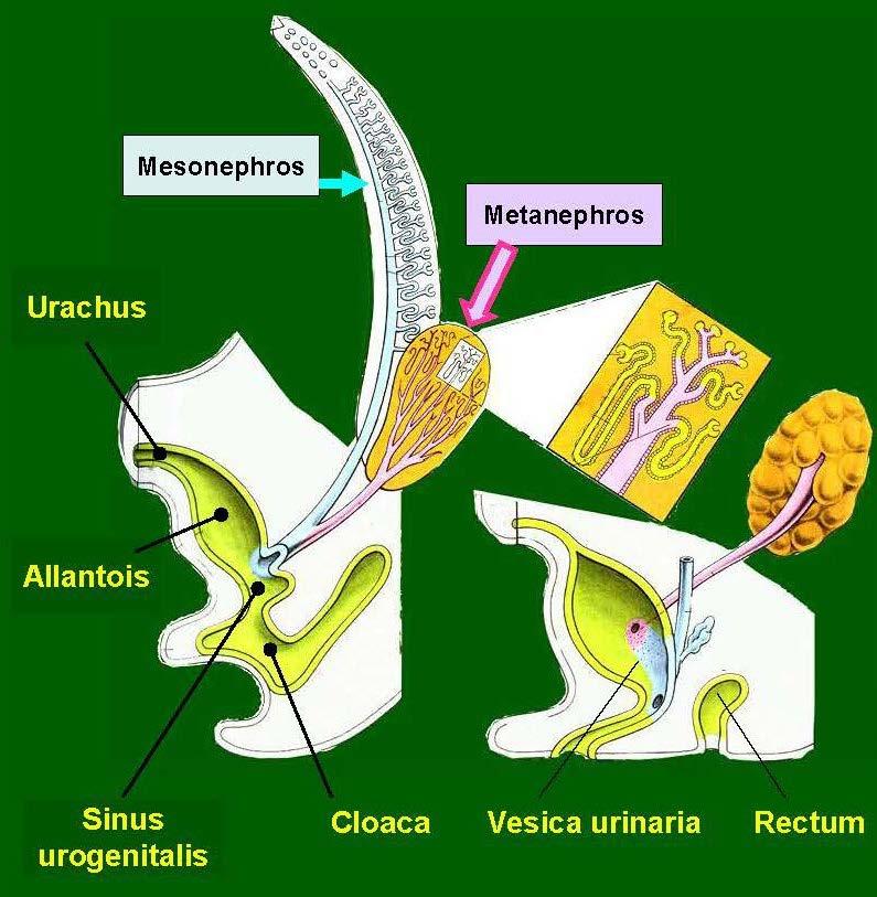 Stage 3 - Metanephros Metanephros is developed by the end of 3 rd