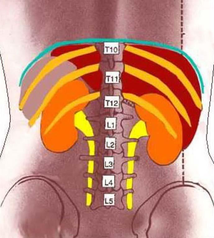 SKELETOTOPY OF THE KIDNEYS Left kidney upper pole of the kidney - ThXI