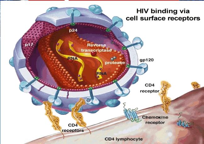 Binding of HIV