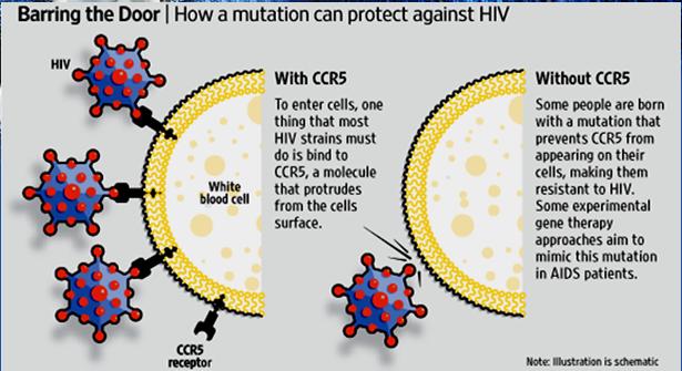 CCR5 Delta-32 mutation & Resistance to HIV ~1% of Europeans, and even more in northern Europe, inherit the CCR5 mutation from both parents, making them resistant to