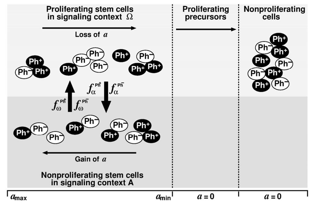 Mathematical model structure Stem cells exist in 2 different environments (A and Ω) Compartment A: stem cell supporting niche promoting cellular