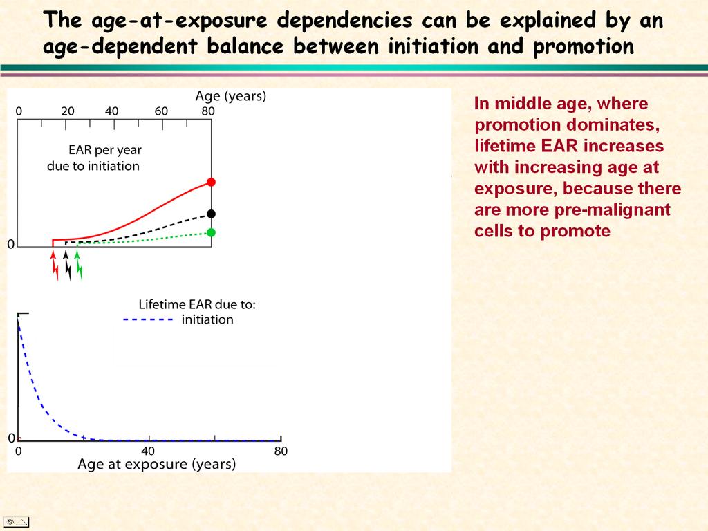 Lifetime cancer risk patterns as a function of age-at-exposure Initiation: Here lifetime risk decreases with increasing age at exposure, because initiated cells have less time to exploit their growth