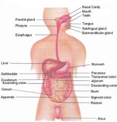 ANATOMY & PHYSIOLOGY ONLINE COURSE - SESSION 13 THE DIGESTIVE SYSTEM The digestive system also known as the alimentary canal or gastrointestinal tract consists of a series of hollow organs joined in