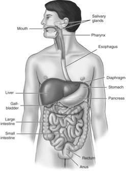 Introduction Digestive System Chapter 29 Provides processes to break down molecules into a state easily used by cells - A disassembly line: Starts at the mouth and ends at the anus Digestive
