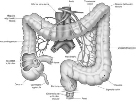 Large Intestine Large Intestine Sections Digestive materials enter and pass through the ileocecal sphincter Three sections: - Cecum - Colon - Rectum Cecum - Small saclike structure located in right