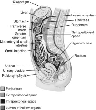 Mesenteries Peritoneum Mesenteries: Connect all divisions of small intestine to each other Contain: - Greater omentum: From stomach and duodenum to transverse colon - Lesser omentum: From stomach and