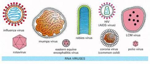 RNA viruses Poliomyelitis - polio Rhinitis cold Influenza flu