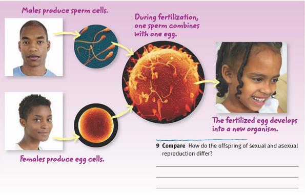 Unit 2 Lesson 3 Sexual and Asexual Reproduction P116 What is sexual reproduction? Sex cells have half of the set of genetic material found in body cells.