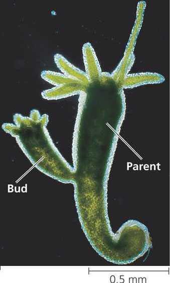 Cell division Parent Cell splits into two Bacteria Budding occurs when a bud grows on