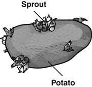 The sprout has a random genetic assortment. B. The sprout has twice the genetic material of the parent potato. C. The parent potato has twice the genetic material of the sprout. D.