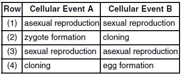 Base your answers to questions 22 and 23 on the diagram below and on your knowledge of biology. The diagram represents the reproductive cycle of a squirrel species with 40 chromosomes in each zygote.