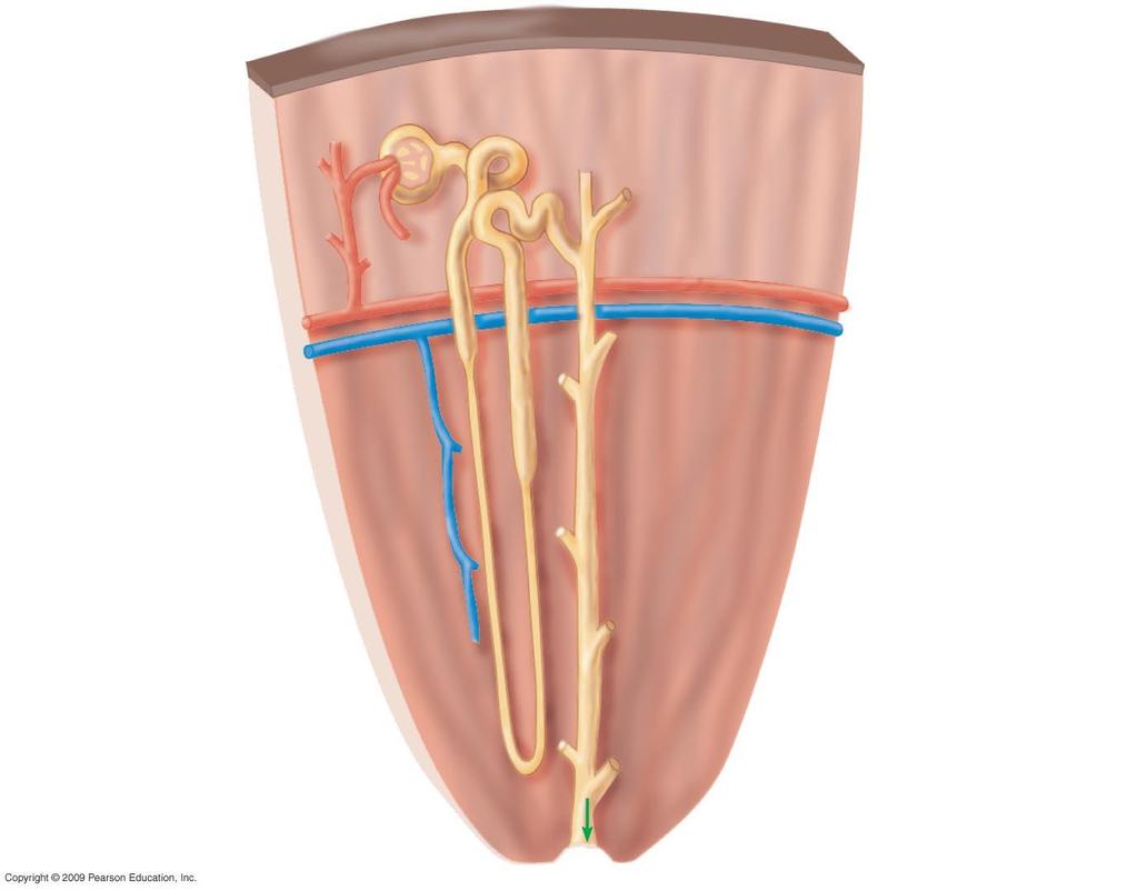 Bowman s Capsule Tubule Renal cortex Renal artery Renal vein Anatomy of the human