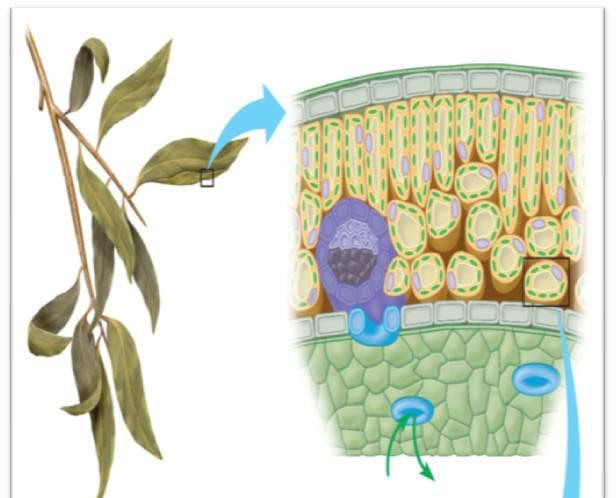 Excretion in Plants Excretion of Gases Excess of CO 2 or O 2 in the leaves exit through stomata to the air.