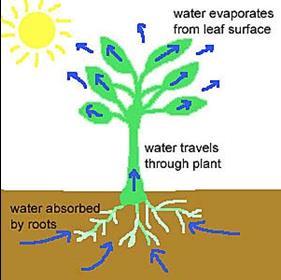 Excretion in Plants Excretion of water Guttation - Secretion of