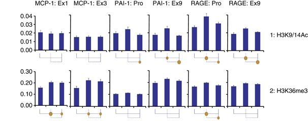 Increased transcription-permissive histone modifications and their reversal