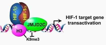 (JMJD2C) to HIF-1