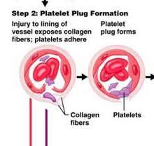 Platelets plug formation 1.