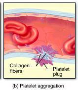 to exposed collagen. Thus, a platelet plug is formed at a first step to stop bleeding. 2.
