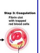 3. Coagulation (blood clotting) Coagulation of blood is very important for stoppage of bleeding from an injured blood vessel.