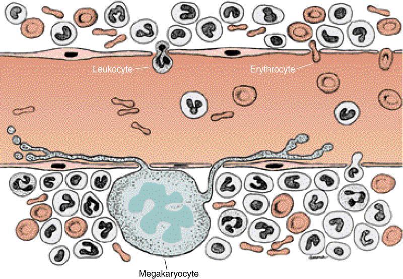 Drawing showing the passage of erythrocytes, leukocytes, and platelets across a sinusoid capillary in red bone marrow.