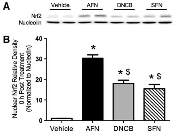 AFN, DNCB, and Sulforaphane Inhibit